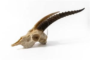 Image description is not available for 2015.1.1